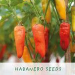Load image into Gallery viewer, Number 1 Dad - grow your own chilli plants kit

