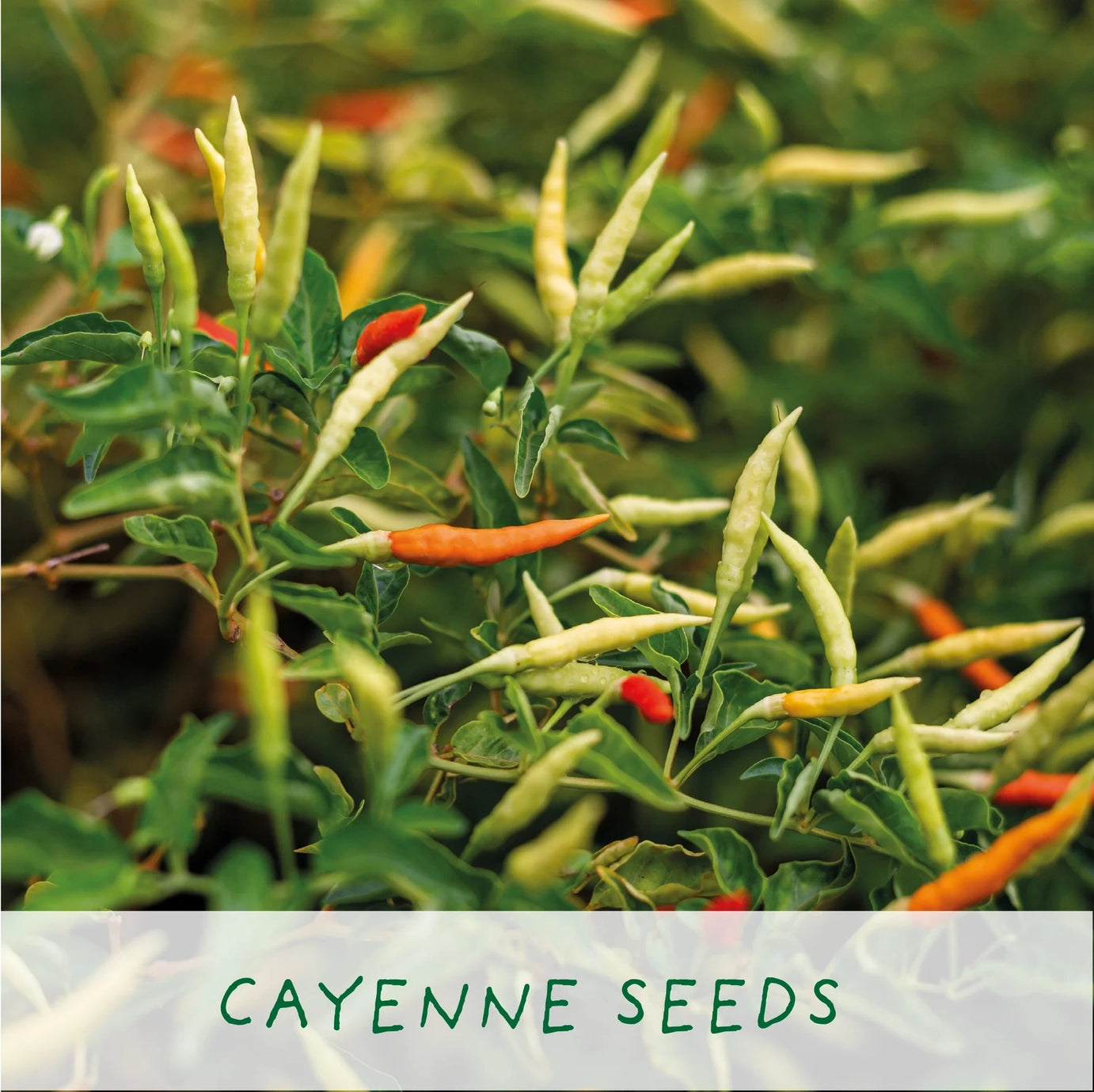 Number 1 Dad - grow your own chilli plants kit