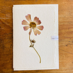 Cosmos Dried Flower Card