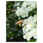 Load image into Gallery viewer, Sussex Wildflower Honey (340g)
