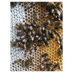 Load image into Gallery viewer, Sussex Wildflower Honey (340g)
