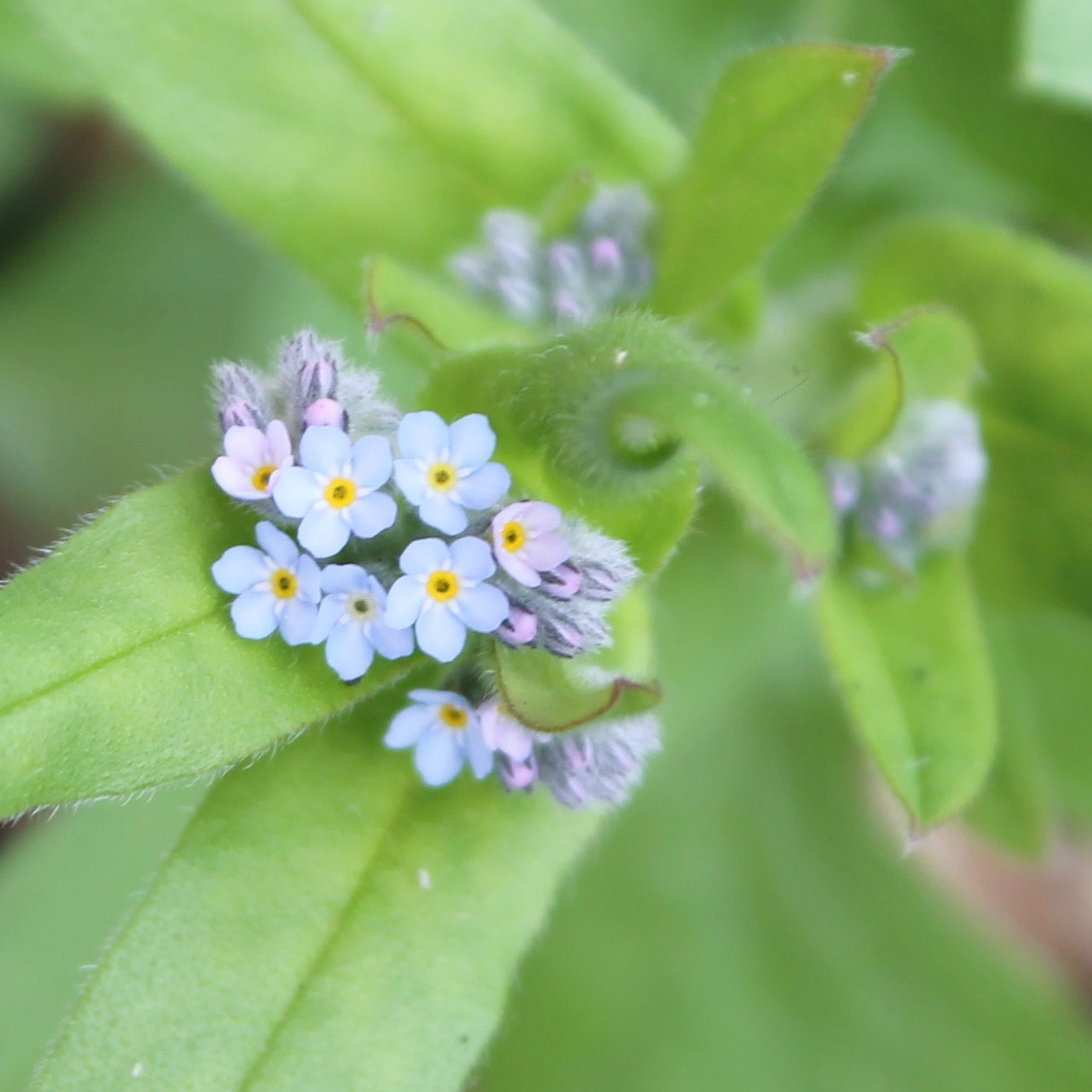 Seedball Mini Box - Forget Me Not